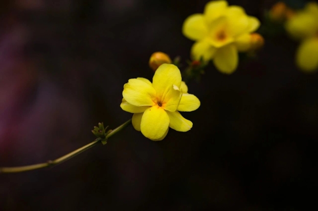 懷遠：迎春花開報春來